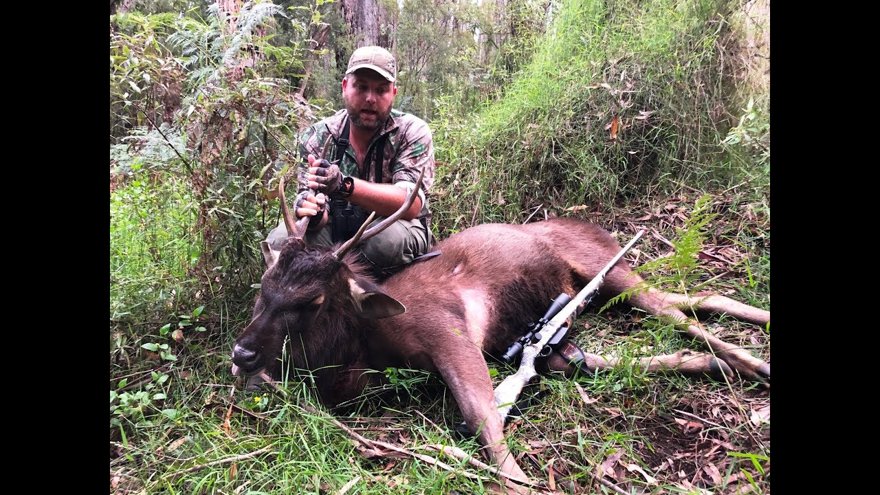 Sambar Deer Hunting. Up Close Stag Stalking in Victoria State Forest