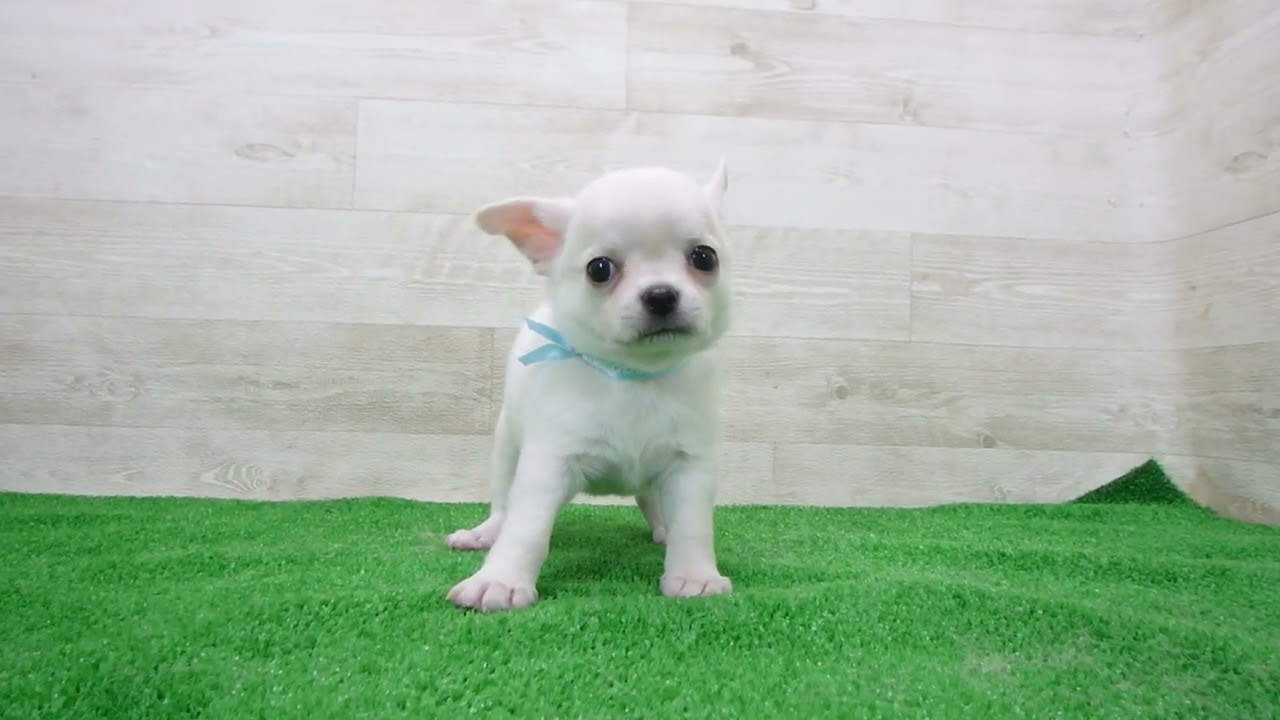 Coo&RIKU No.00747079 チワワ（スムースコート） - YouTube