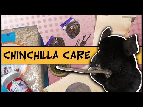 Video: Chinchillas sebagai Hewan Piaraan - Hal yang perlu Anda ketahui tentang merawat chinchilla peliharaan