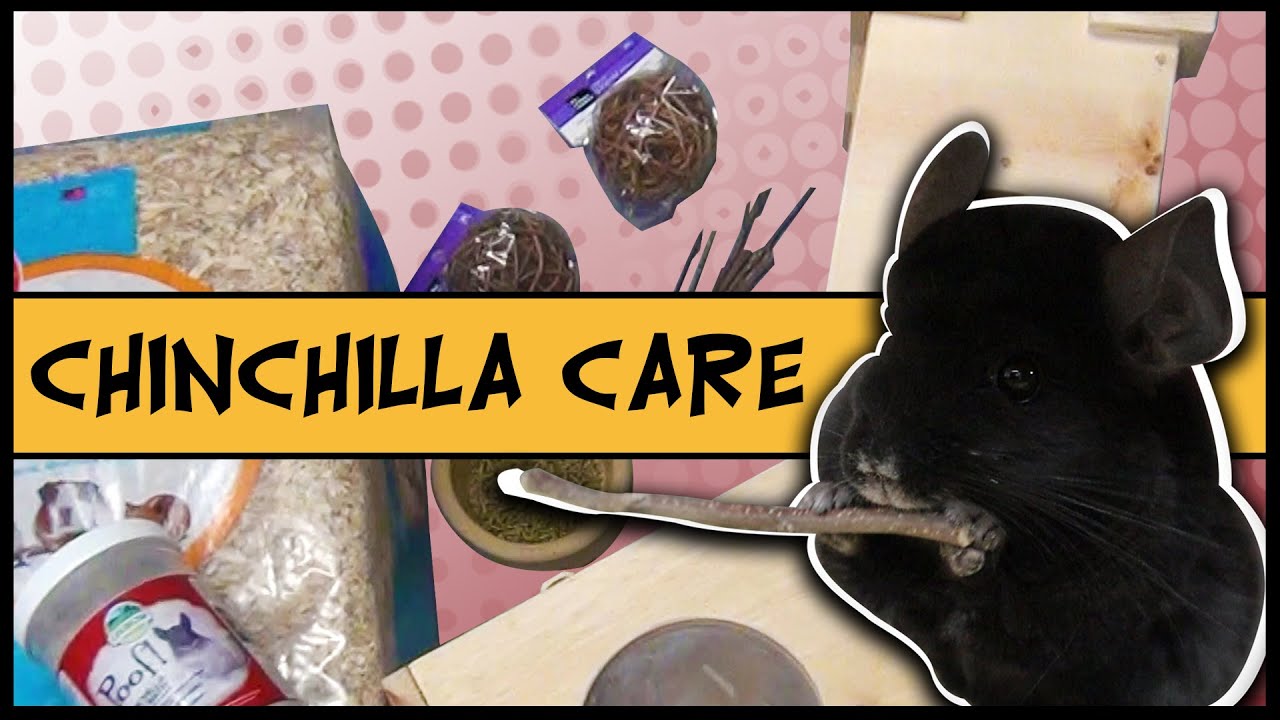 CHINCHILLA CARE GUIDE Don’t be FOOLED by Misinformation! YouTube