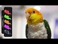 Caique, The Best Pet Parrot?