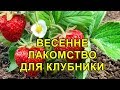 ВЕСЕННЕЕ ЛАКОМСТВО ДЛЯ КЛУБНИКИ! ПОДКОРМИТЕ ДЛЯ ХОРОШЕГО УРОЖАЯ!