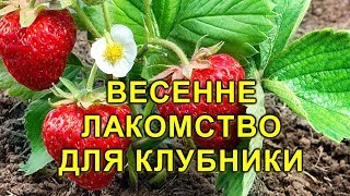 ВЕСЕННЕЕ ЛАКОМСТВО ДЛЯ КЛУБНИКИ! ПОДКОРМИТЕ ДЛЯ ХОРОШЕГО УРОЖАЯ!