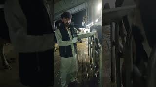 Information Estrous Detector Gun|| Animal Heat Detection||Informative video Update