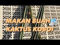 KAKTUS KOBOI BERBUAH??? RASANYA?