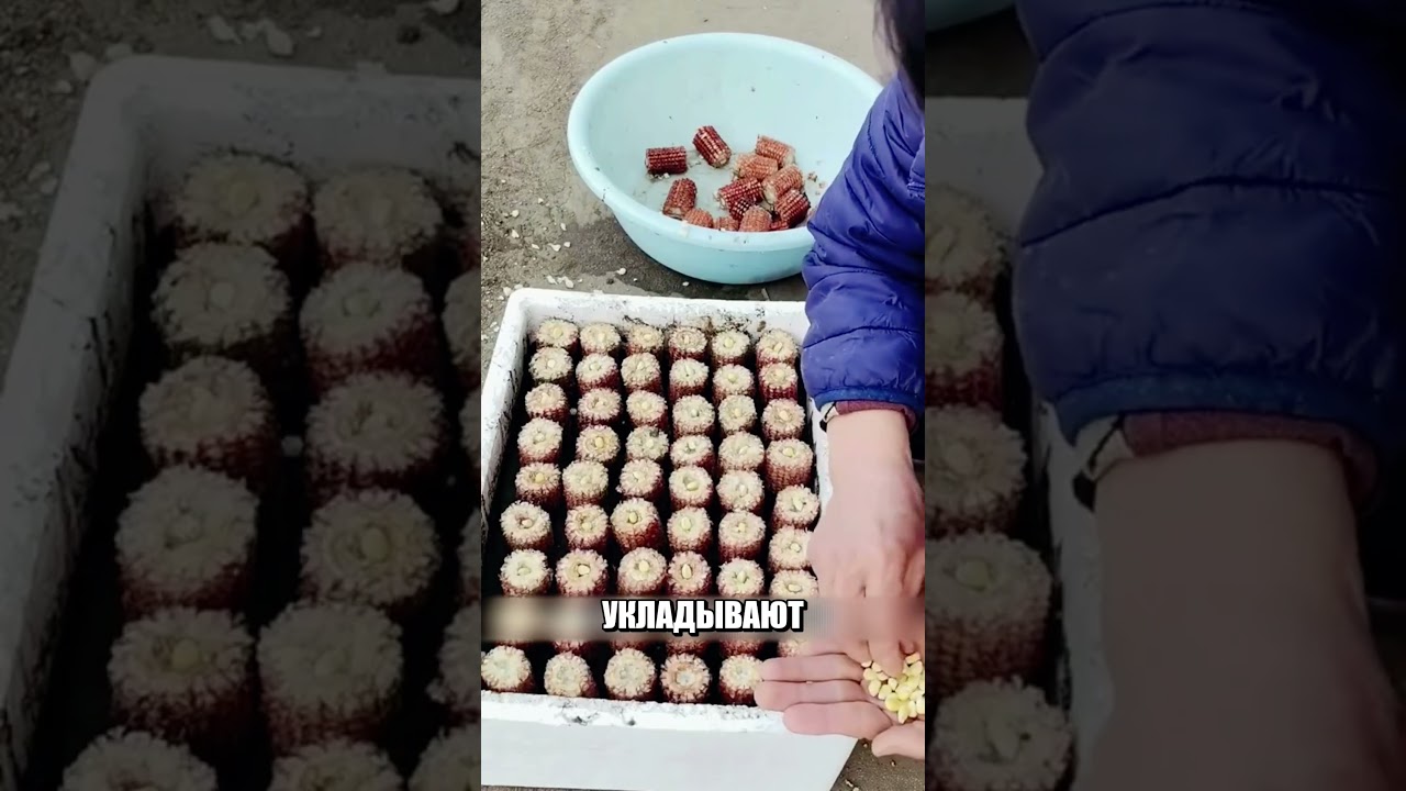 Гениальный Способ Посева Кукурузы😱🌍🌽