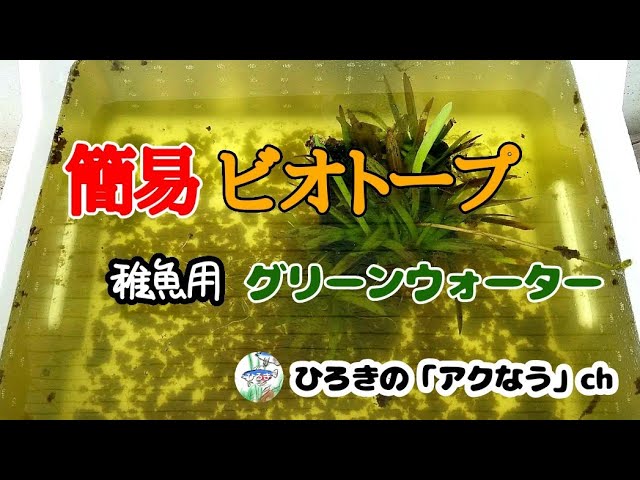 発泡スチロール箱でビオトープにチャレンジ 立ち上げまでの約一週間 Youtube 発泡スチロール箱でビオトープにチャレンジ 立ち上げまでの約一週間 Youtube