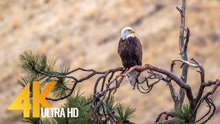 Amazing wildlife that is found near the yakima canyon road won't leave
you indifferent. download this 4k 60fps film at
https://proartinc.net/shop/4k...