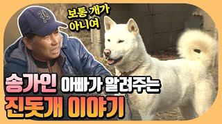 진도의 자랑 🐕송가인 아버지가 알려주는 순종 진돗개의 특징은?