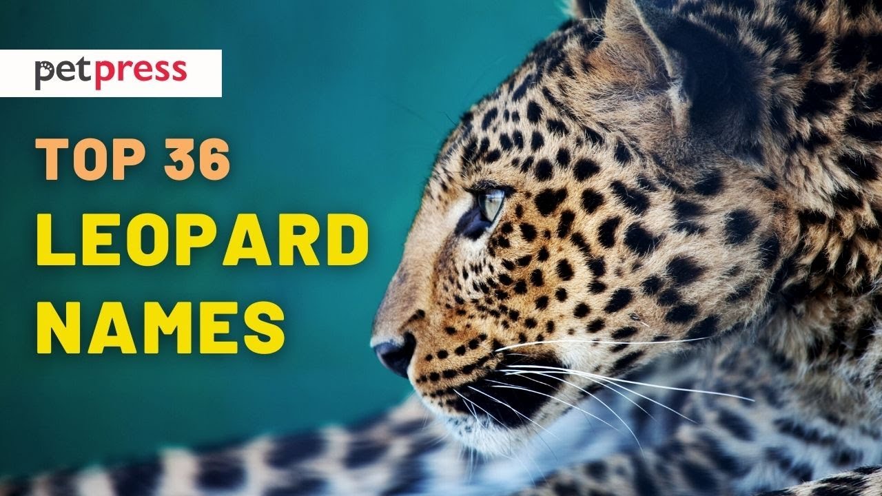 Leopard Names 🐆 Best Leopard Name Ideas For Your Pet! YouTube