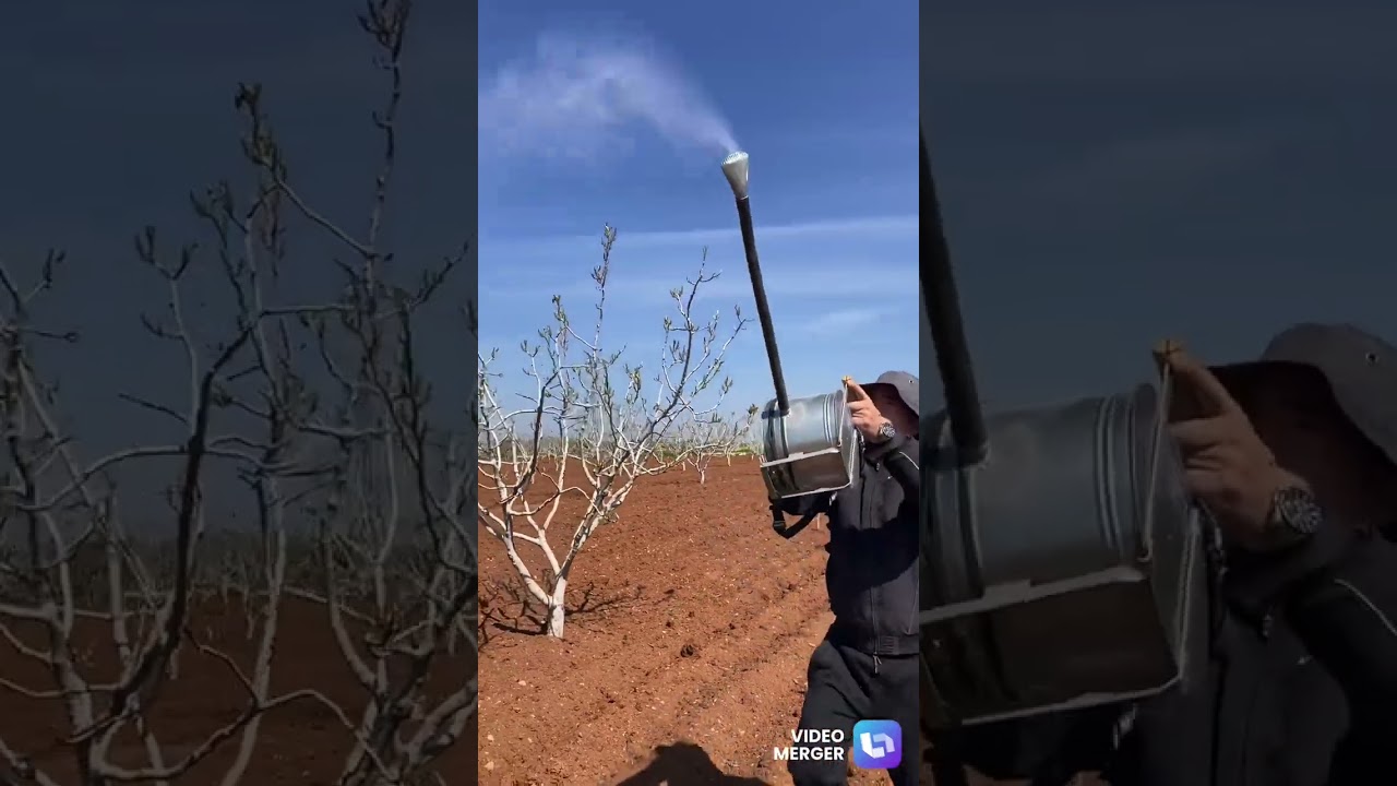 ANTEPFISTIĞINDA SUNİ ( YAPAY) TOZLAMA UYGULAMASI