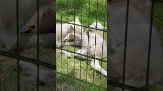 Белые волки#wulfen #животные #zoo #wildlife #love #travel