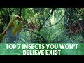 Top 7 Bizarre Insects You Won&#39;t Believe Exist
