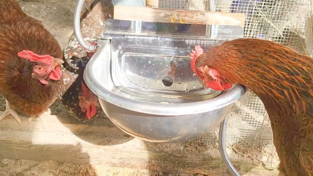 DIY Chicken Drinking Water System