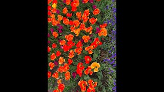Tulip Time Guide | Holland, MI 2023