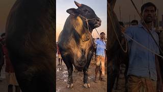 ২০২৬ সালের সবচেয়ে বড় গরু #cow #bull #animals #agro #farming #viral #shorts