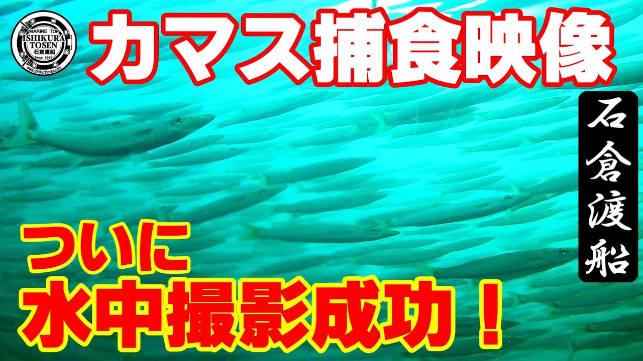 ついに撮影成功！カマス捕食映像！【水中の謎が解明】