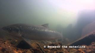 Atlantic Salmon (Salmo salar) Underwater UK