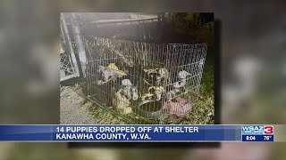 Adoption event held after 14 puppies dropped off at shelter