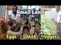 2 points of land i mixed farming i producing alot of eggs milk and indigenous vegetables