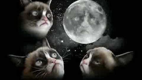 Trevor Jude Smith - Alley Cat [GRUMPY CAT TRIBUTE VIDEO]