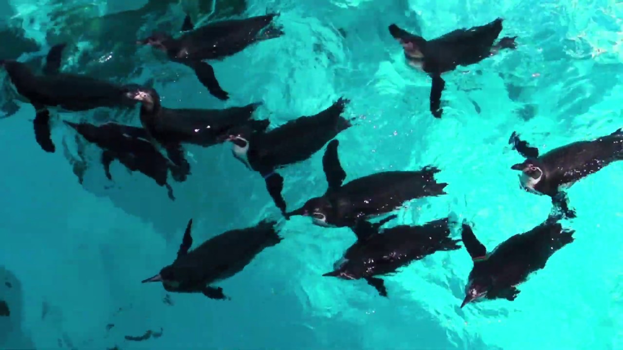 Zivot pingvina u Beo Zoo Vrt-u