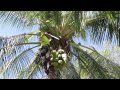 Coconut denutting