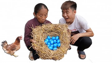 Hưng Vlog - Phát Hiện Con Gà Của Mẹ Bà Tân Vlog Đẻ Ổ Trứng Xanh Thần Kỳ