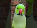 Mitthu Sound Talking Parrot Short Trending video #talkingparot #viralvideo #youtubeshorts