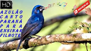 O Melhor Canto Azulão Paraná Vinte Vinte Para Esquentar Machos e Ensinar Filhotes screenshot 3