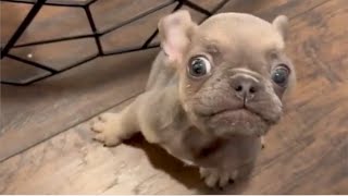 Tiny Frenchie is really upset because mother didn
