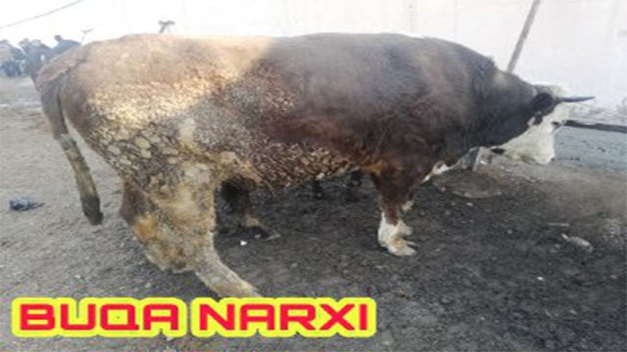 Qiz yalang kokrak bilan sakraydi