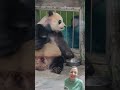 When Panda nods, shakes and chews paws- too cute to handle!😍 #panda #cutebaby #cutiepie #cuteanimal