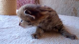 F1 Savannah GIRL (On HOLD) 19 Days Old by TecSpot 108 views 6 years ago 49 seconds