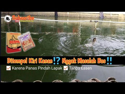 Ditempel Kiri Kanan Nggak Masalah Bos || Umpan Ikan Mas Djempol Amis
