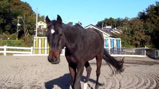 【競馬 第二のストーリー】“私に触らないで”マイペースに馬生を謳歌するタッチミーノット