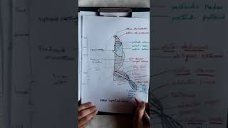 The ventral superficial muscles of the frog( part 1)شرح مبسط لعضلات الضفدعة للكليات العلمية