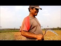 DHASYAT dalam 15 hari puluhan Hektar tanaman padi mati diserang hama Wereng