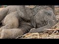 Cute Baby Elephant Takes a Peaceful Nap until... THIS Happens! 🐔