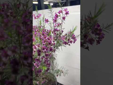 วีดีโอ: สภาพการเจริญเติบโตของ Chamelaucium - การดูแลพืชสำหรับต้น Chamelaucium Waxflower
