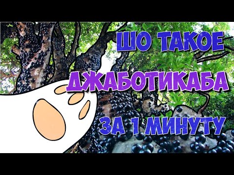 ШО ТАКОЕ ДЖАБОТИКАБА