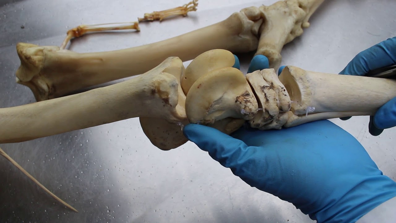 Miembro pelviano (Huesos parte II: Tibia, fíbula y huesos del tarso)