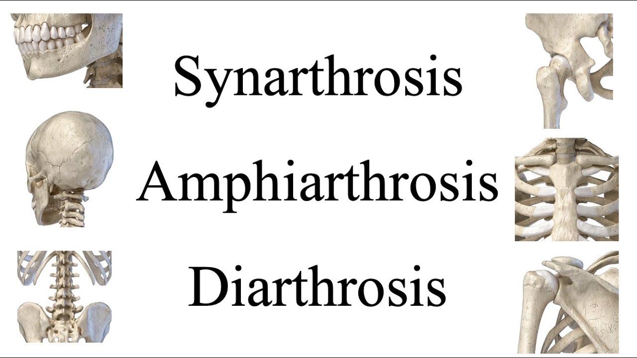 Amphiarthrosis Joints Examples