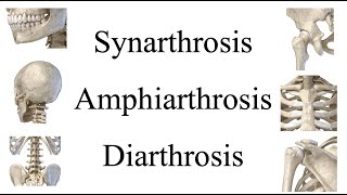 MBLEx Review: Movements of Synarthrosis, Amphiarthrosis, & Diarthrosis Joints