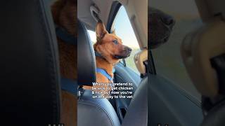 Funny how that works  #redheeler #petsofyoutube #cattledog