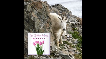 Clear the Deck: Organize to Prepare for Injury, Illness, Disability - The Clutter Fairy Weekly #281