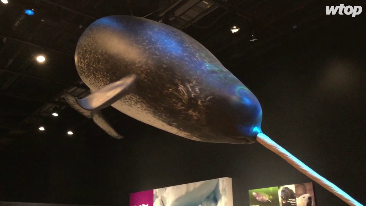 New narwhal exhibition at Smithsonian’s National Museum of Natural