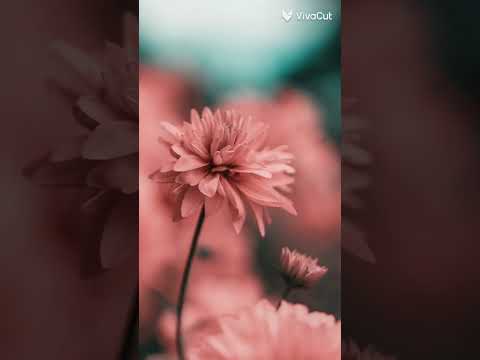 خلفيات ورد