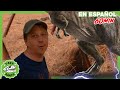 Enfrentamiento de dinosaurios para niños  | 60 min de videos de dinosaurios para niños