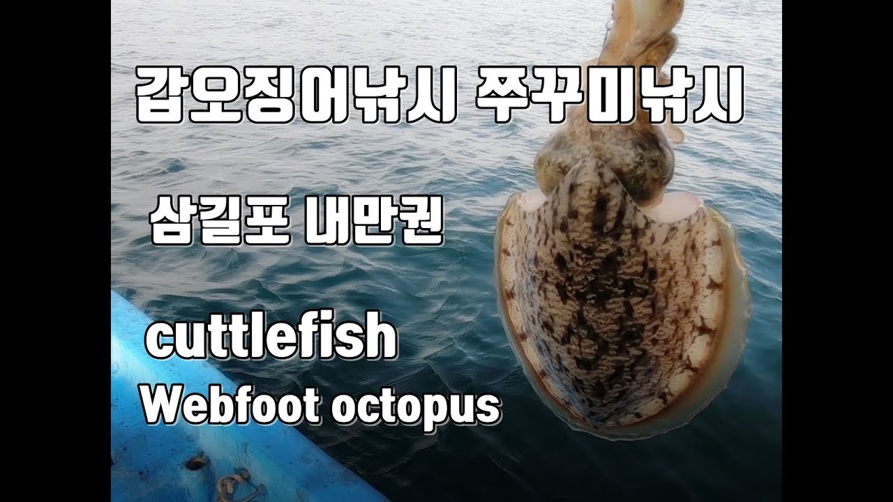 갑오징어낚시 쭈꾸미낚시 삼길포 내만권 선상 출조 cuttlefish fishing webfoot octopus fishing